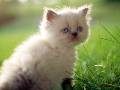 кот, милый, трава, cat, кошка, котенок, макро, белый