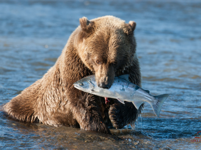 вода, улов, лосось, бурый мишка, медведь, аляска