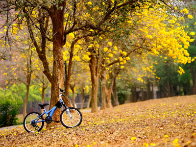 весна, цветы, желтые, деревья, велосипед
