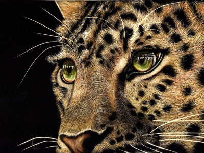 взгляд, морда, зеленые глаза, хищник, животное, леопард