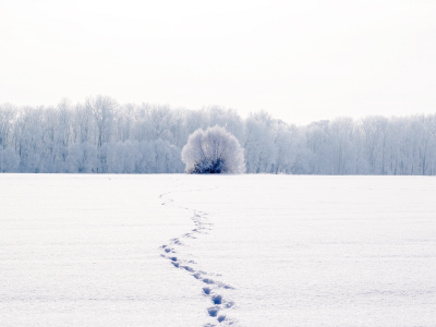 природа, снег, пейзаж, зима, следы, белый, холод