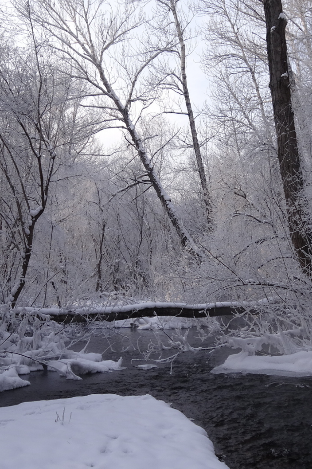 зимний пейзаж, река, берег, снег, деревья