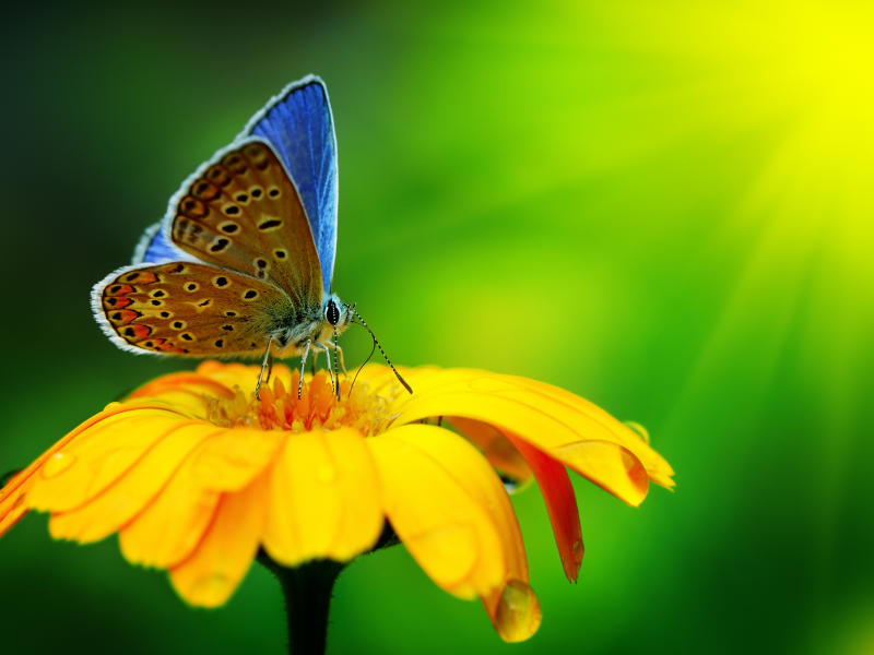macro, красиво, water drops, yellow flower, beautiful, nature , butterfly, бабочка