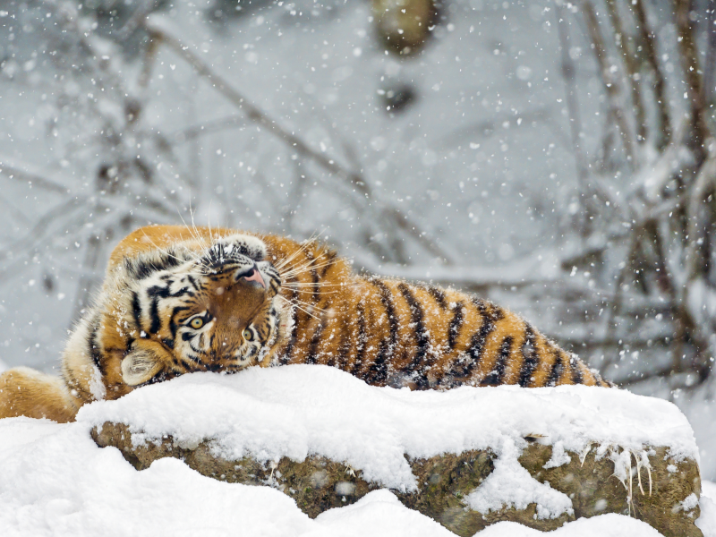 амурский тигр, снег, зима, хищник, большая кошка
