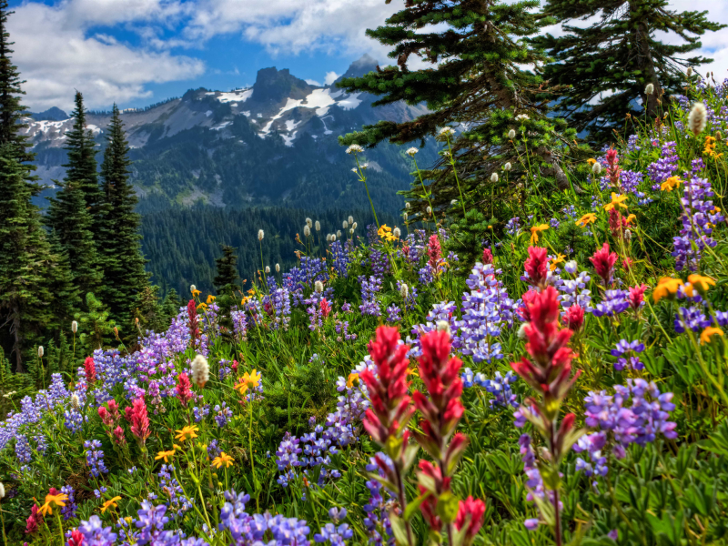 луг, mount rainier national park, горы, цветы