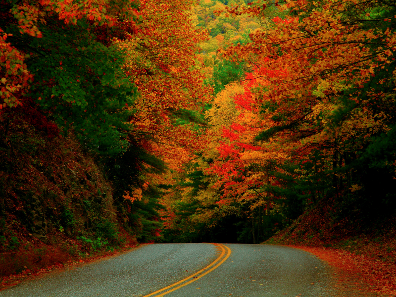 осень, лес, северная каролина, дорога, сша, октябрь
