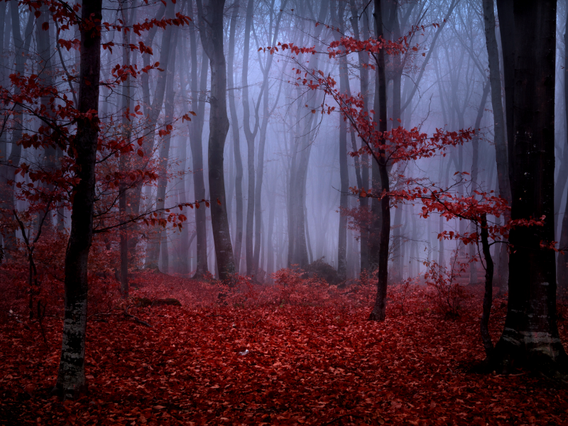 листья, туман, осень, бордовые, ветки, лес, деревья