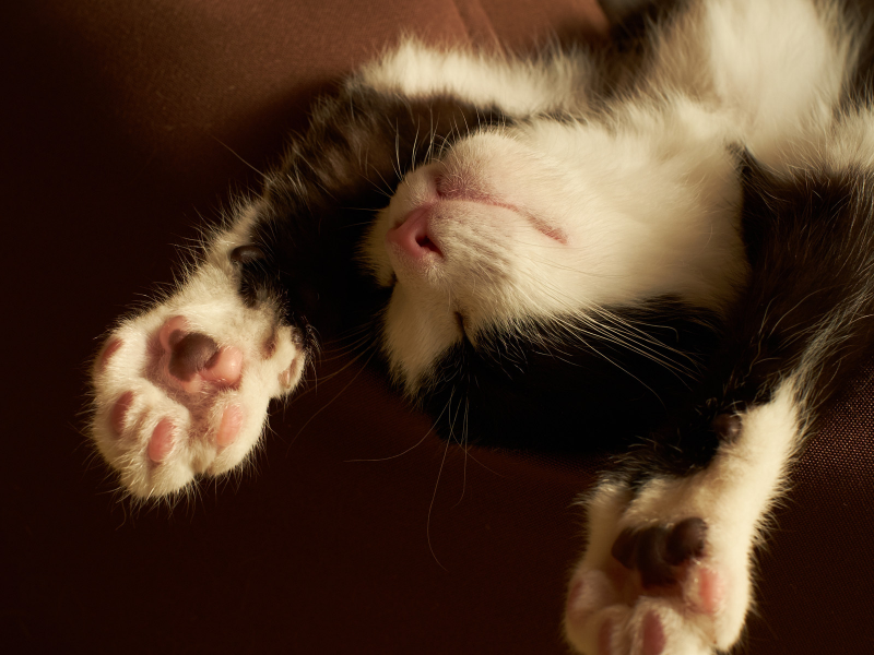 котенок, черно-белый, лапы, спит