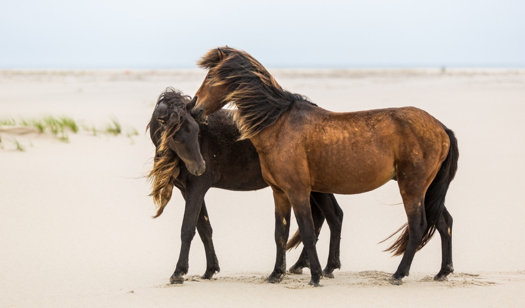 лошади, пара, ласка, дружба, грива, ветер, песок.jpg