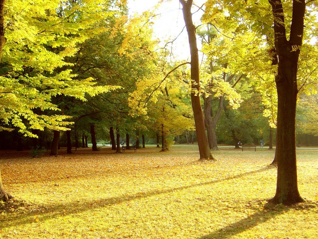 парк, деревя, осень, листья