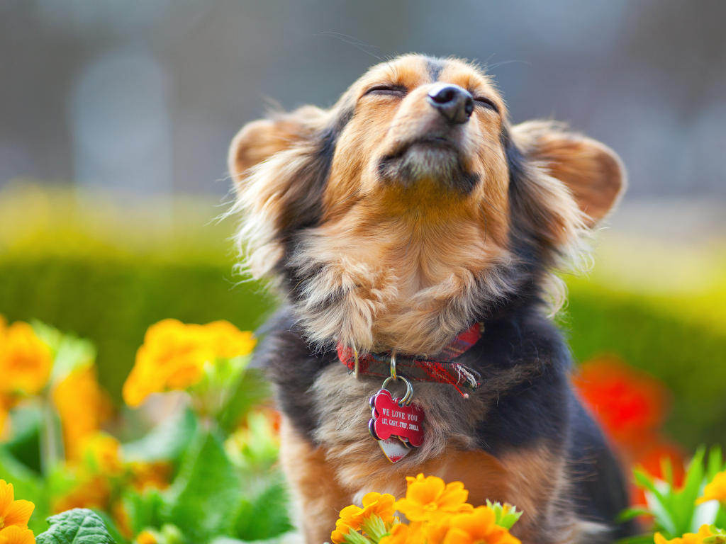 ошейник, собака, пес, удовольствие, цветы, мордочка