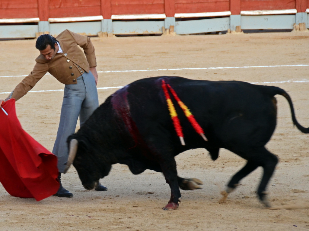 festival, fiesta, toros, bull, spain