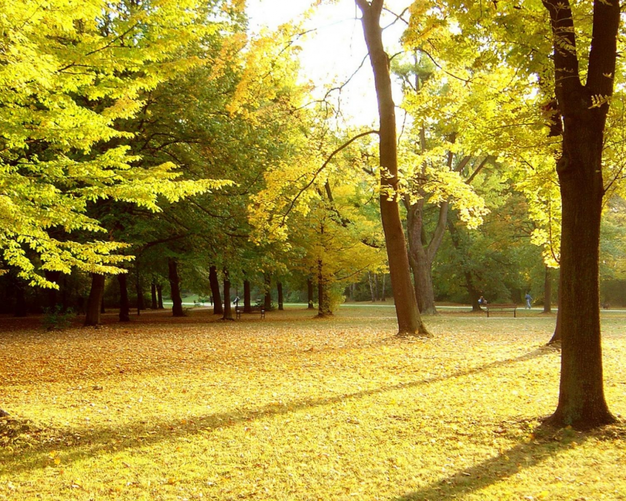 парк, деревя, осень, листья