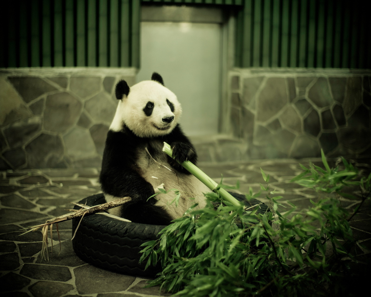 зоопарк, бамбук, панда