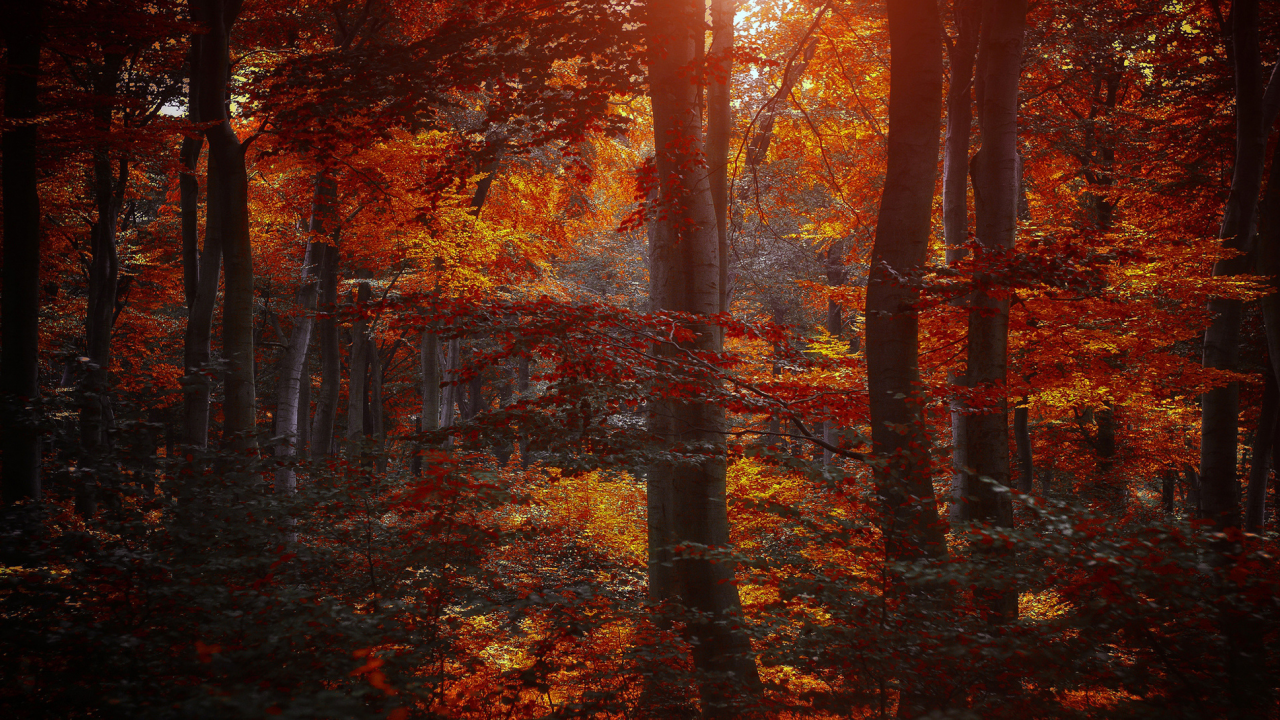 бордовые, листья, багровые, желтые, деревья, лес, осень