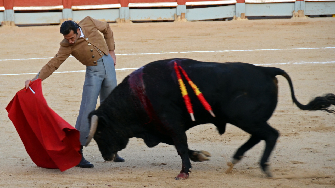 festival, fiesta, toros, bull, spain