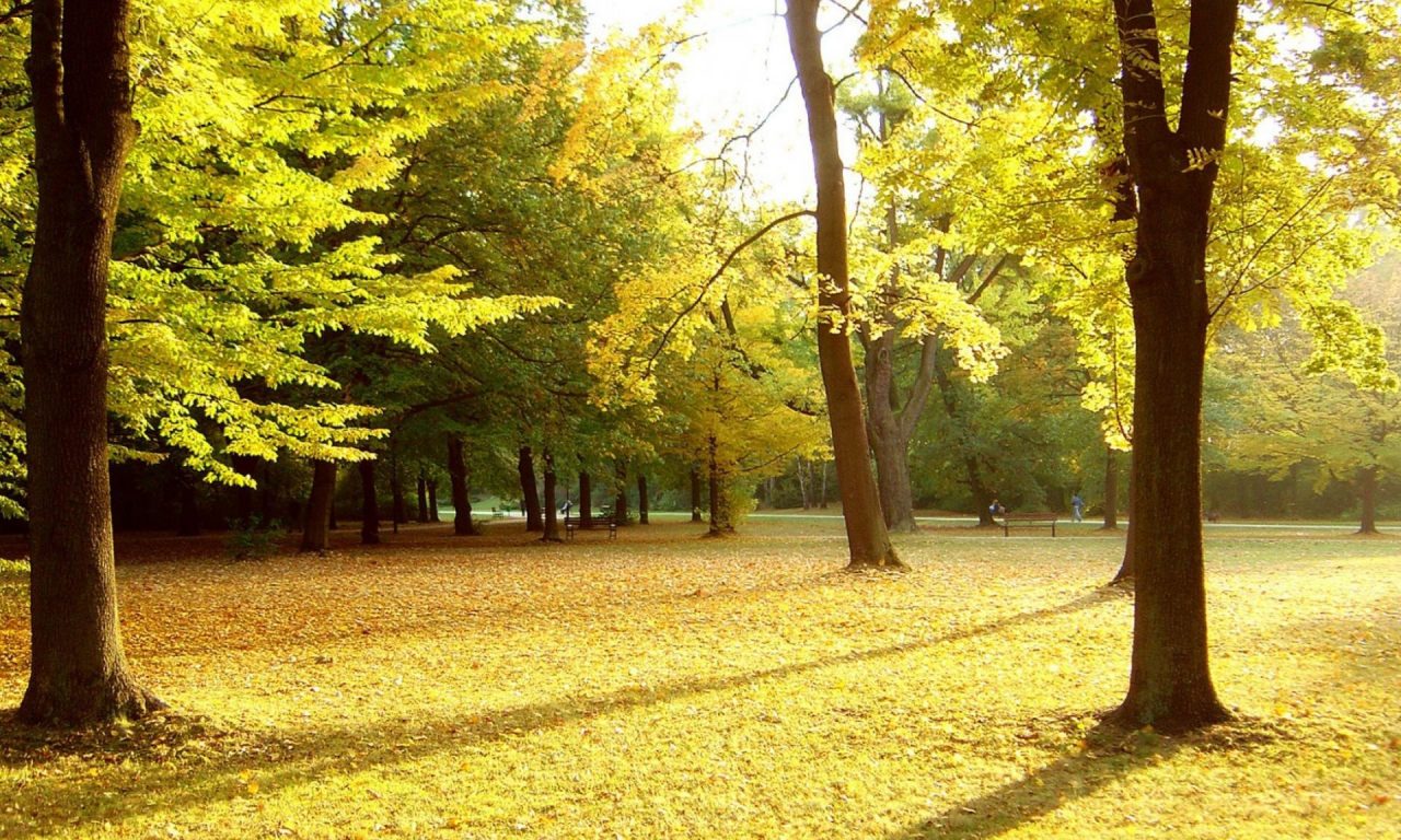 парк, деревя, осень, листья