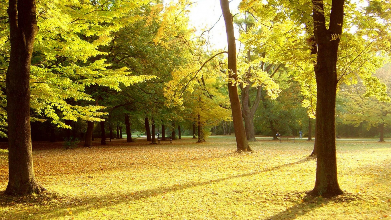 парк, деревя, осень, листья