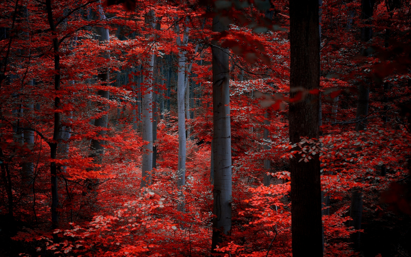 багровые, бордовые, деревья, лес, листья, красные