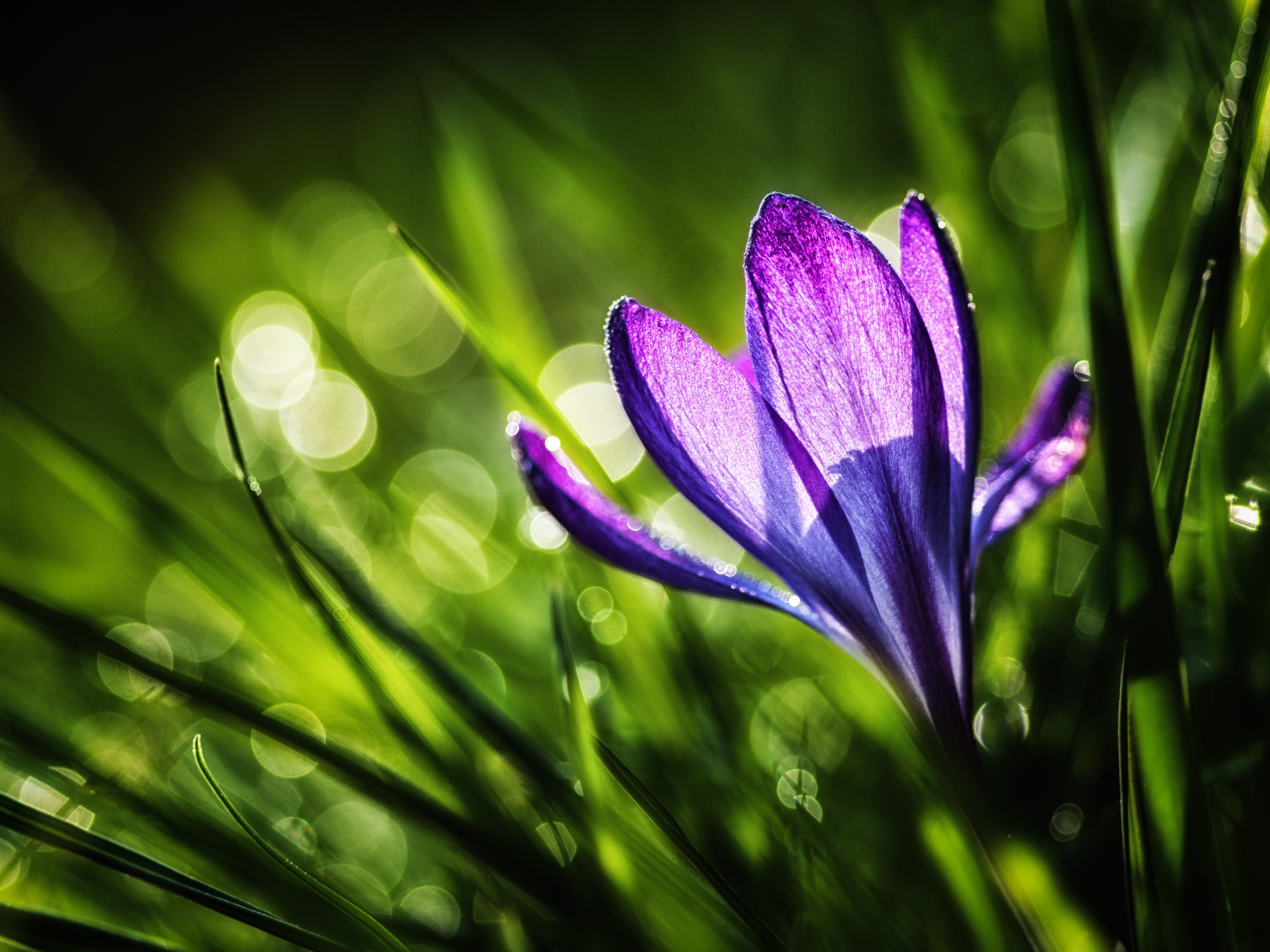 трава, фиолетовый, крокус, природа, весна, цветок