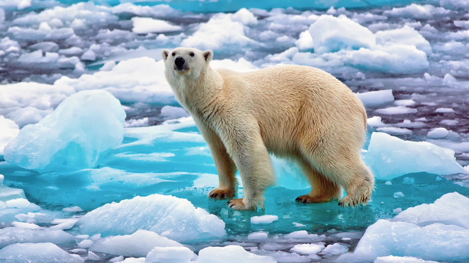 лёд, полярный медведь, снег, белый медведь, норвегия