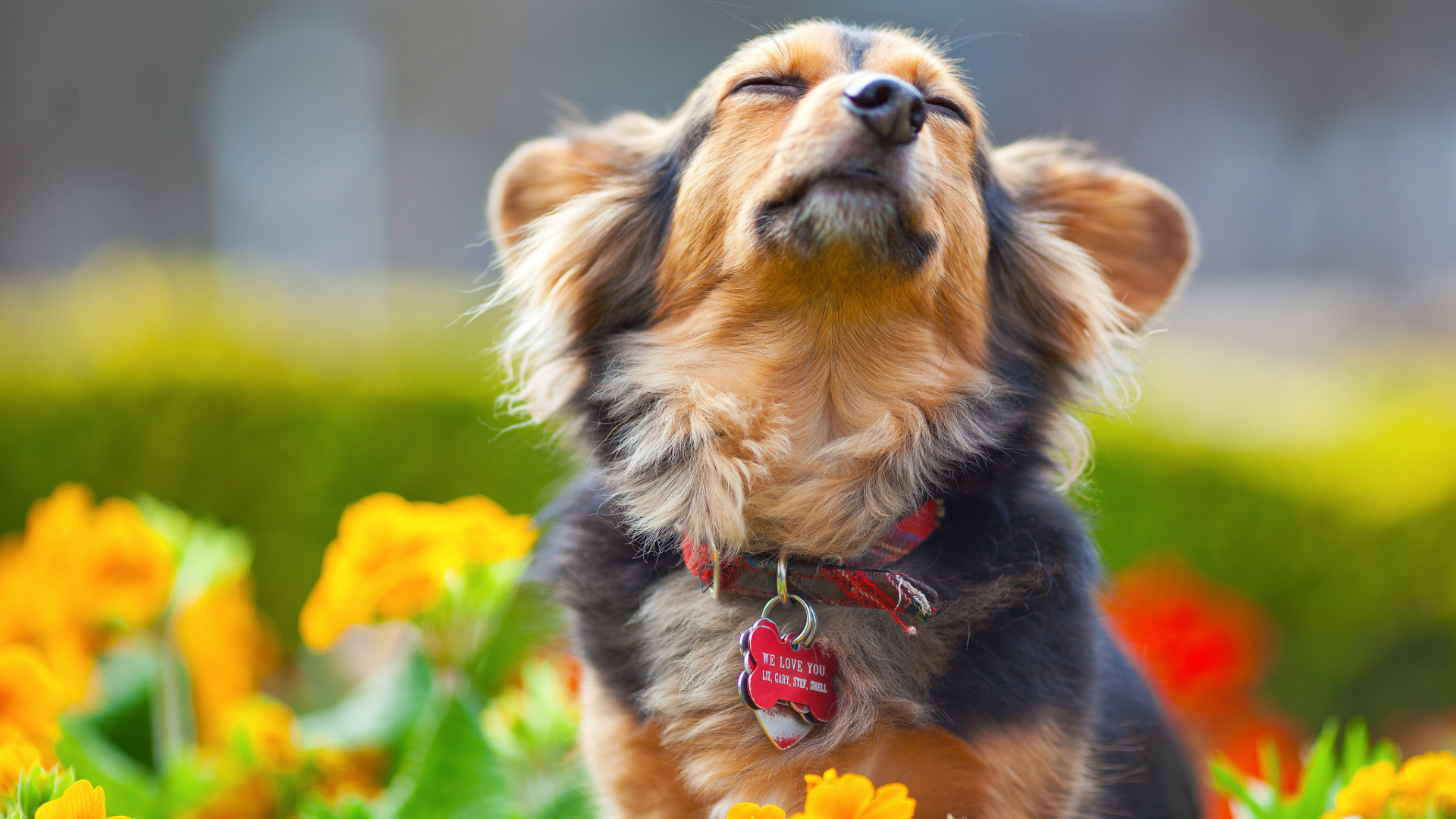 ошейник, собака, пес, удовольствие, цветы, мордочка