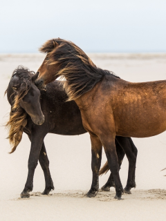 лошади, пара, ласка, дружба, грива, ветер, песок.jpg