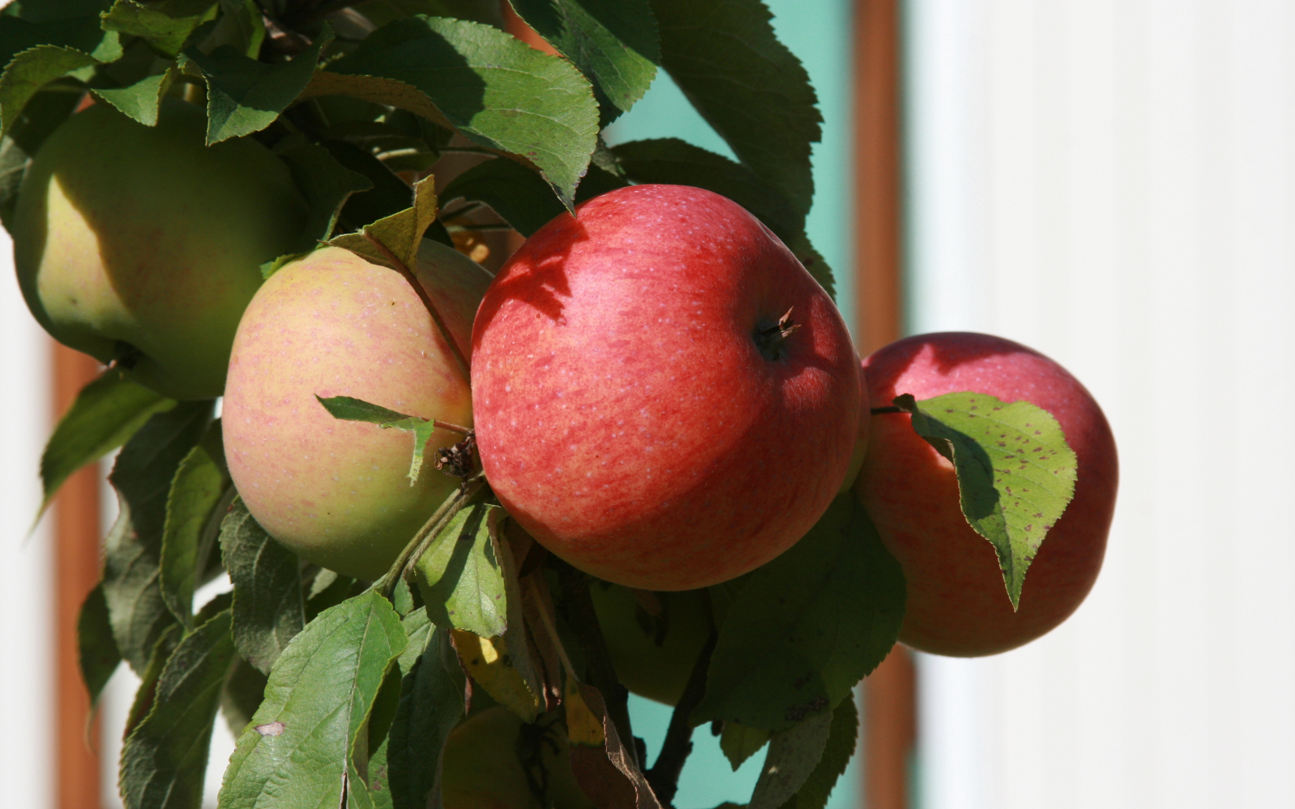 ветка, природа, яблоки, еда, яблоня, сад, растение