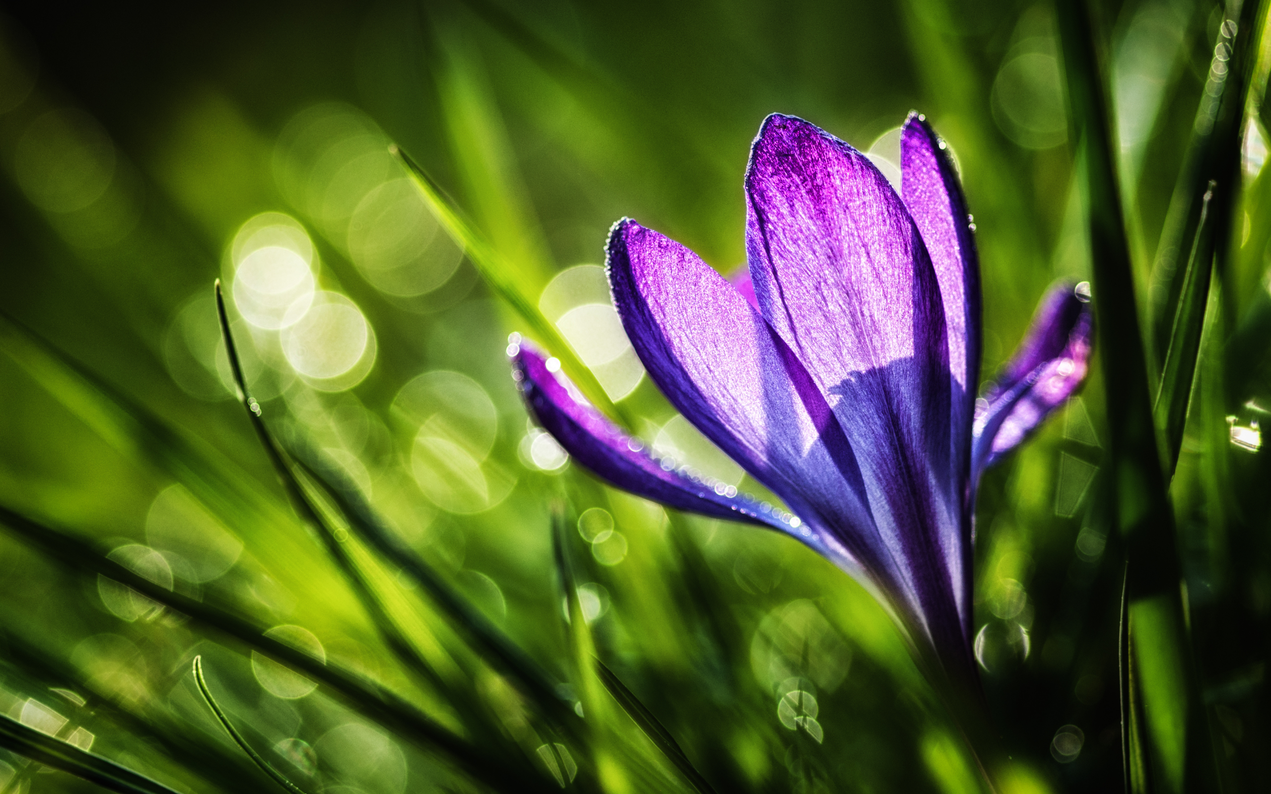 трава, фиолетовый, крокус, природа, весна, цветок