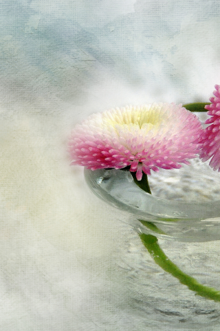 бело-розовые, стекло, ваза, вода, цветы