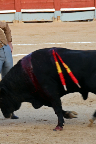 festival, fiesta, toros, bull, spain