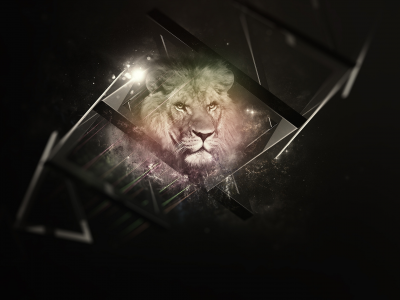 background, black, lion