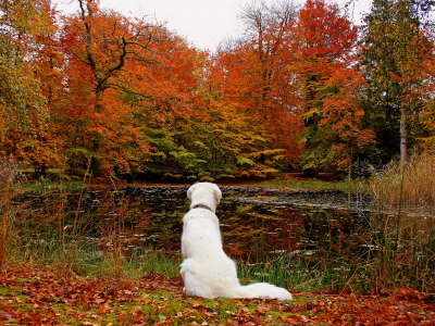 озеро, осень, собака, природа., листья, лес