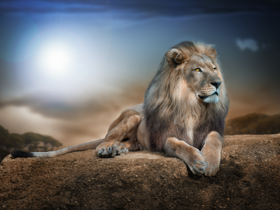 лев, царь зверей, прайд, хищник