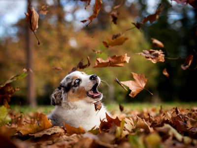 осень, природа, парк, листья, щенок, собака