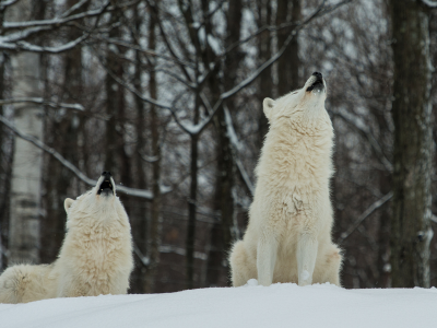 белые, полярные, лес, два, волки, зима, снег