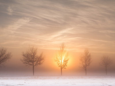 солнце, дорога, деревья, утро, туман, зима