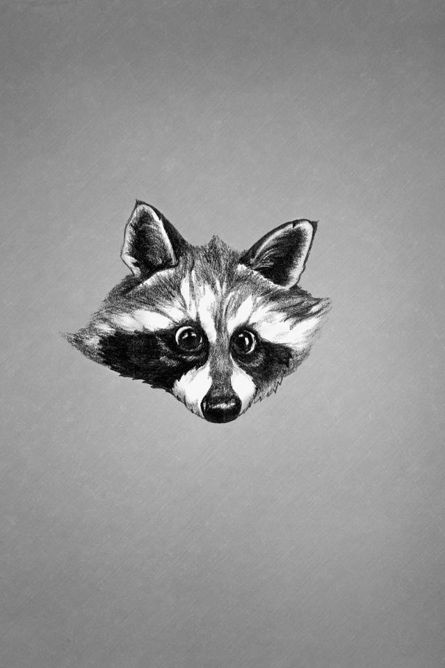 енот, животное, минимализм, черно-белый, raccoon, морда