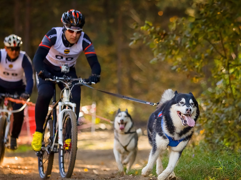велосипеды, спорт, собаки