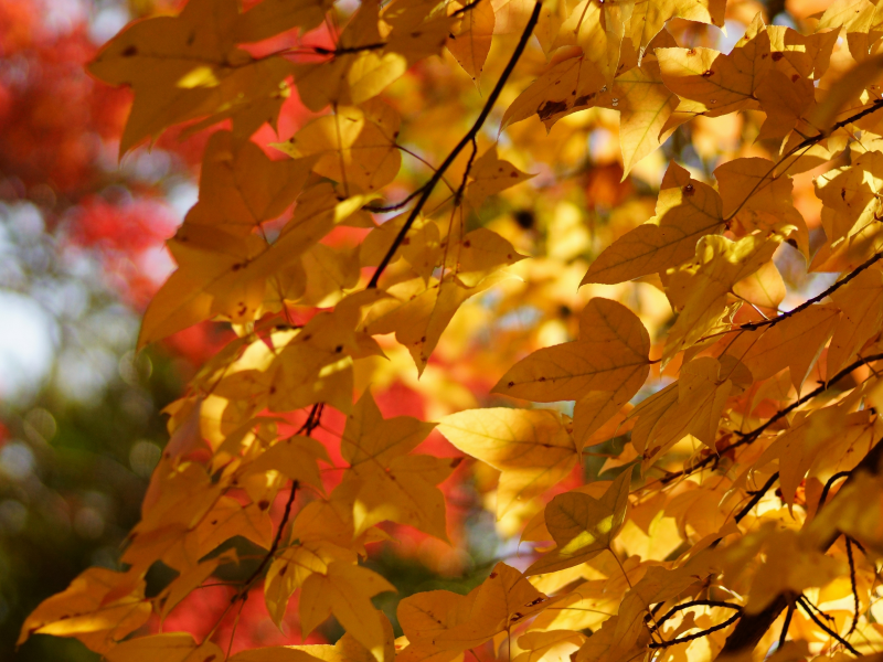 крона, листва, осень, дерево, листья, желтые