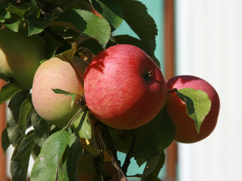 ветка, природа, яблоки, еда, яблоня, сад, растение