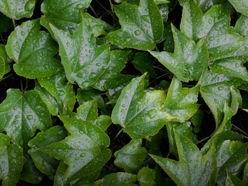 green, leaves, yellow, pattern, wet, green, water