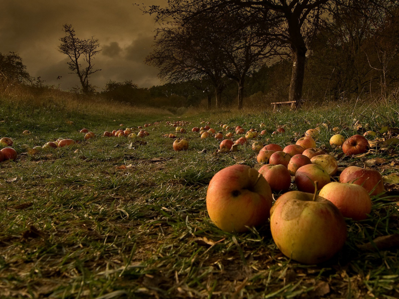 яблоки, сад, осень, после бури, опавшие