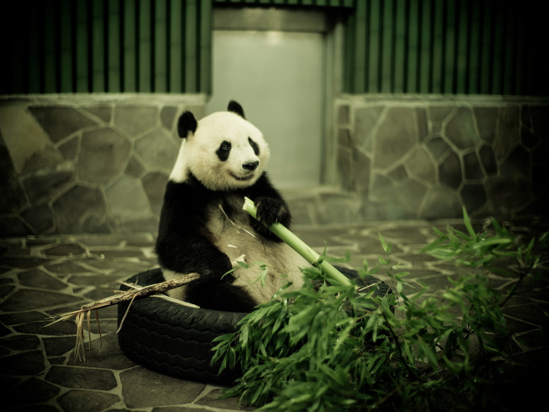 зоопарк, бамбук, панда