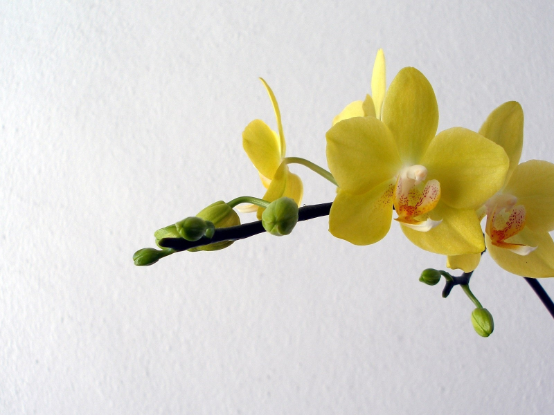 лепестки, цветы, желтые, орхидеи