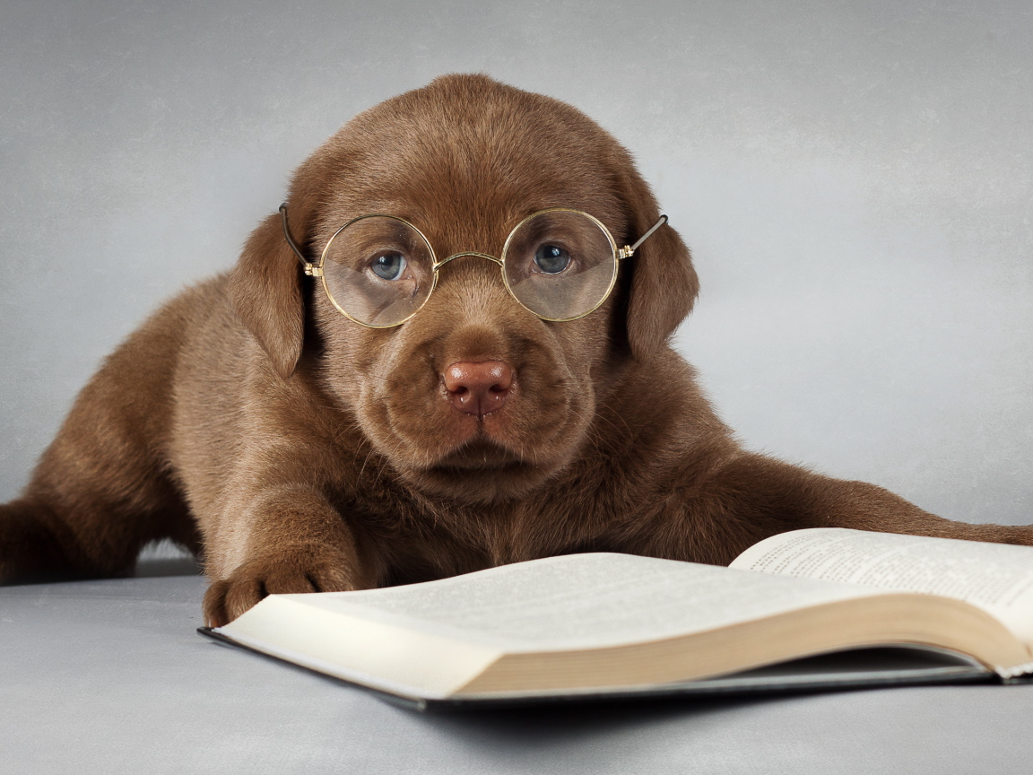 книга, лабрадор, друг, собака, очки