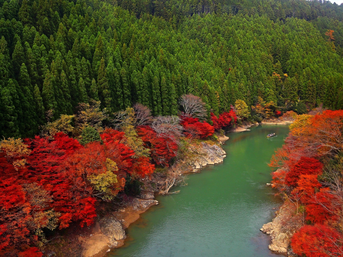 лес, arashiyama, река, kyoto, oi river, japan, деревья, япония