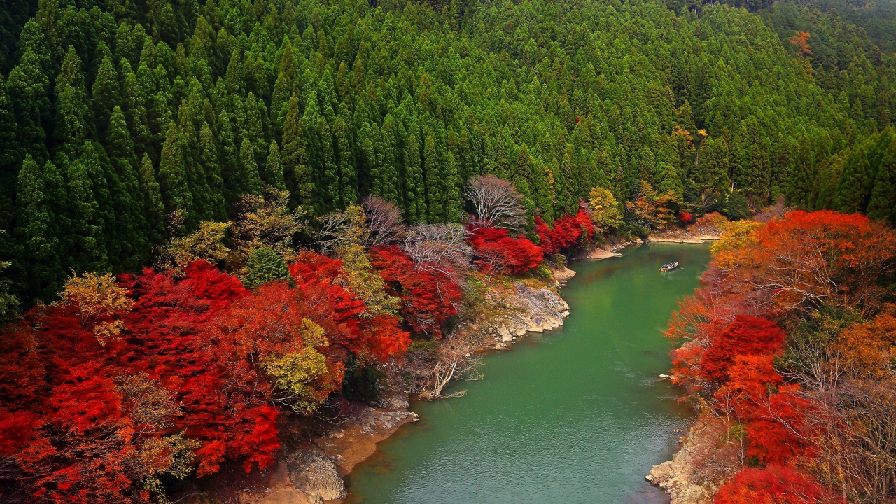 лес, arashiyama, река, kyoto, oi river, japan, деревья, япония