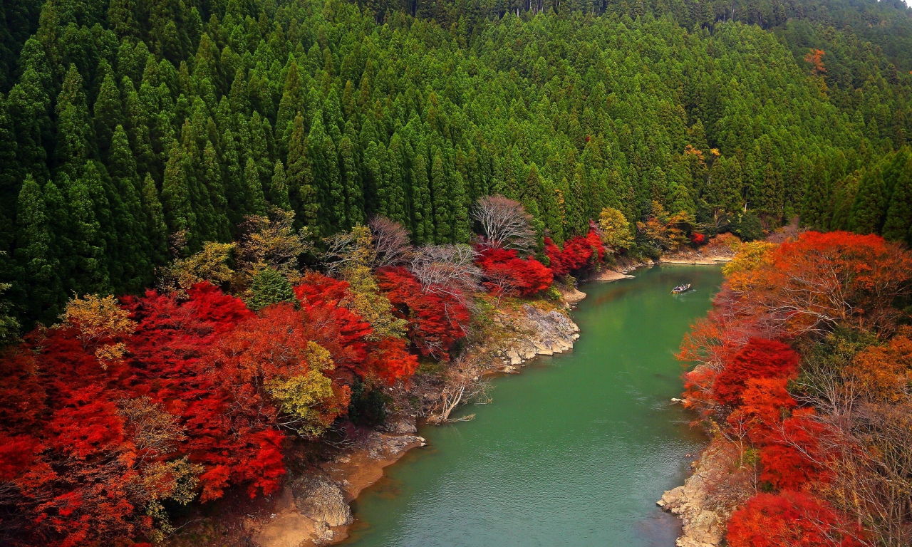 лес, arashiyama, река, kyoto, oi river, japan, деревья, япония