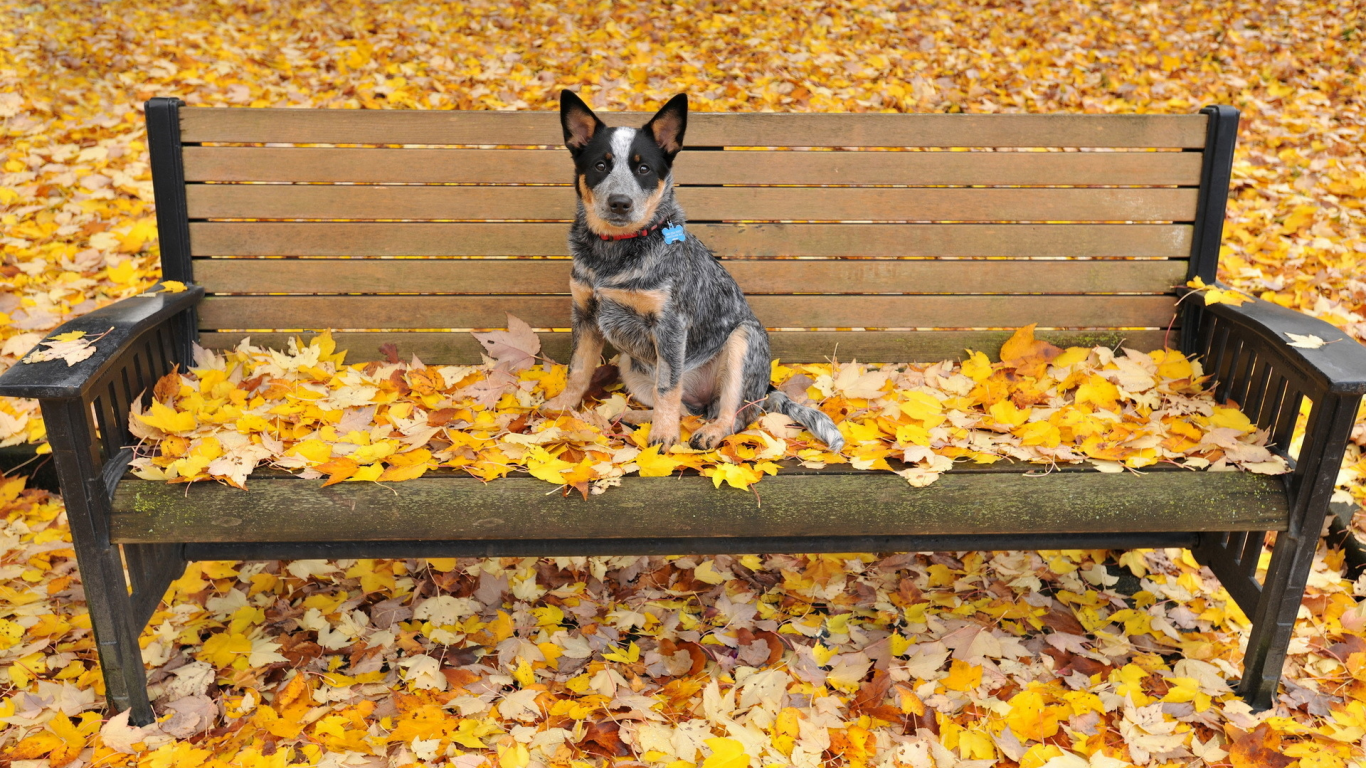 листья, собака, осень, скамья